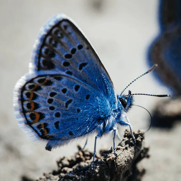 Due Farfalle Blu Comuni Europee Polyommatus Icarus — Foto Stock