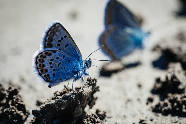 Twee Europese Gemeenschappelijke Blauwe Vlinders Polyommatus Icarus — Stockfoto