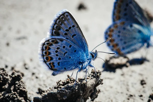 Duas Borboletas Azuis Comuns Europeias Polyommatus Icarus — Fotografia de Stock