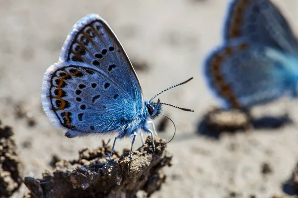 Karner Blauer Schmetterling Polyommatus Icarus Makro — Stockfoto