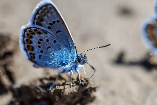 Macro Karner Azul Borboleta Polyommatus Icarus — Fotografia de Stock