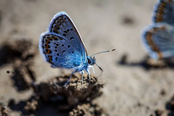 Karner Blue Butterfly Polyommatus Icarus Makro — Stock fotografie