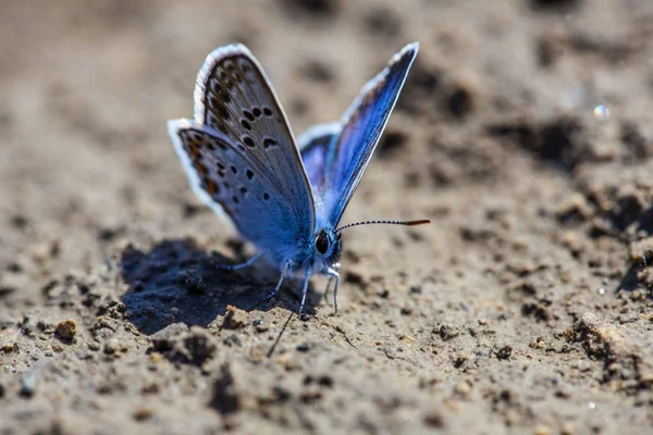 Karner Blauer Schmetterling Polyommatus Icarus Makro — Stockfoto