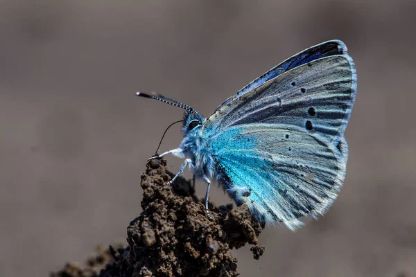 Due Farfalle Blu Comuni Europee Polyommatus Icarus — Foto Stock