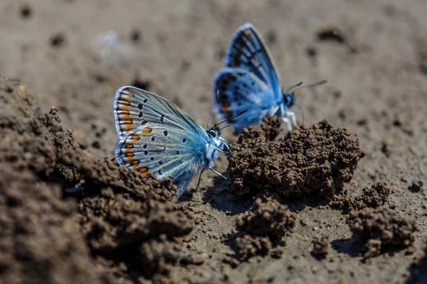 Duas Borboletas Azuis Comuns Europeias Polyommatus Icarus — Fotografia de Stock