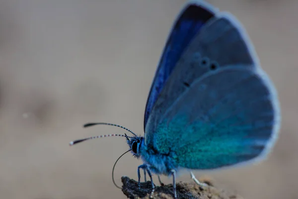 Macro Karner Blue Butterfly Polyommatus Icarus — Stockfoto