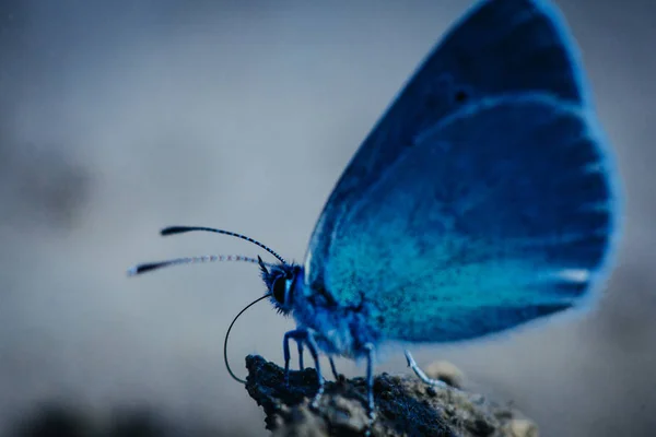 Macro Karner Azul Borboleta Polyommatus Icarus — Fotografia de Stock