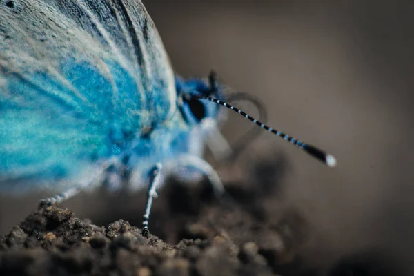 Macro Karner Azul Borboleta Polyommatus Icarus — Fotografia de Stock