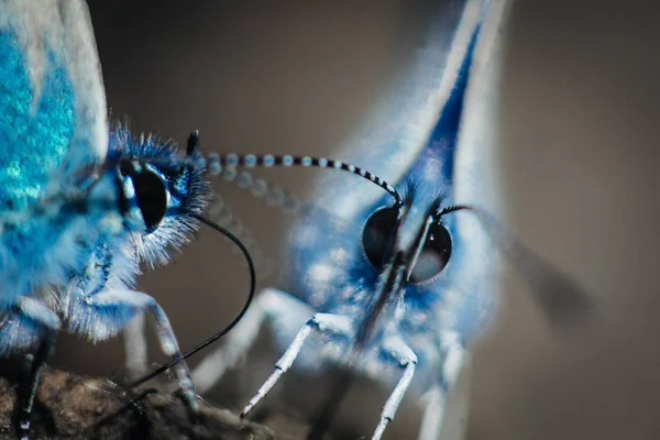 Две Общие Голубые Бабочки Polyommatus Icarus — стоковое фото