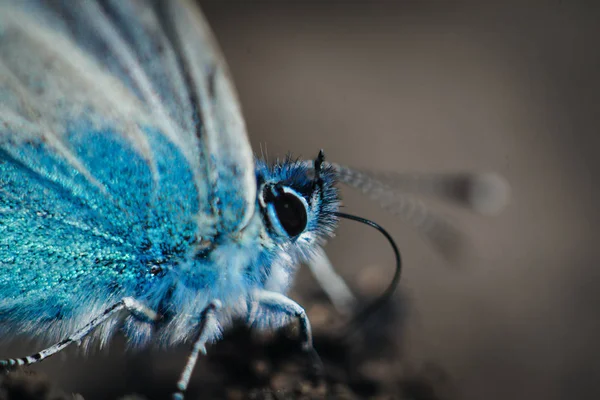 Macro Karner Azul Borboleta Polyommatus Icarus — Fotografia de Stock