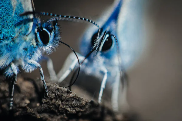 Deux Papillons Communs Européens Polyommatus Icarus — Photo