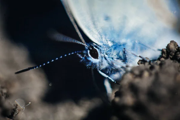 Karner Polyommatus이 매크로 — 스톡 사진