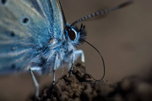 Macro Karner Azul Borboleta Polyommatus Icarus — Fotografia de Stock