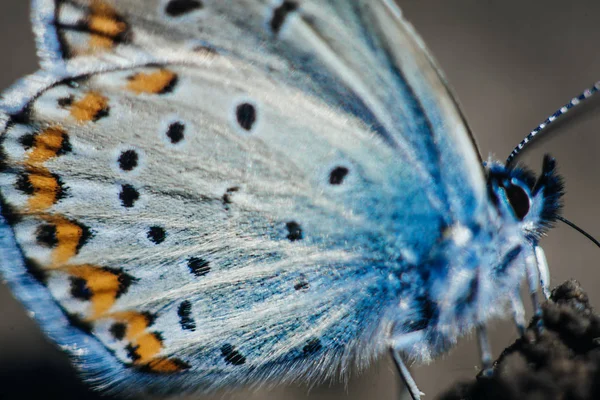 Macro Karner Azul Borboleta Polyommatus Icarus — Fotografia de Stock