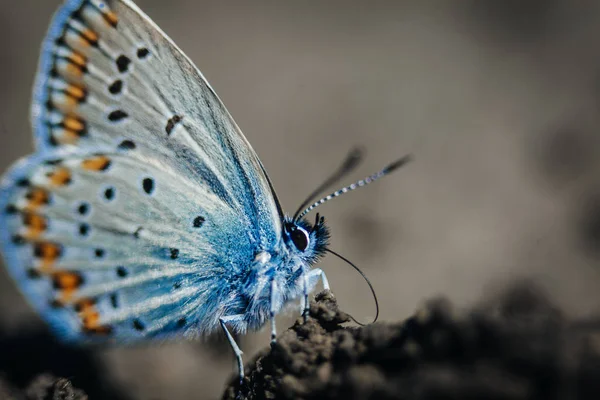 Macro Karner Azul Borboleta Polyommatus Icarus — Fotografia de Stock