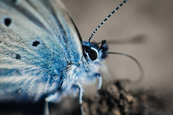 Papillon Bleu Karner Polyommatus Icarus Macro — Photo