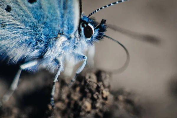 Macro Karner Azul Borboleta Polyommatus Icarus — Fotografia de Stock