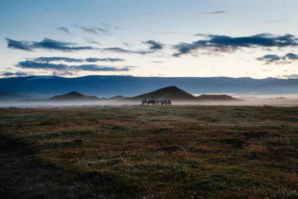 Dimmig solnedgång på Island, betande hästar i åkrar och kullar — Stockfoto