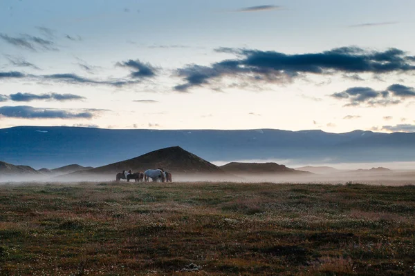 冰岛的雾天日落，在田野和山丘上放牧马匹 — 图库照片