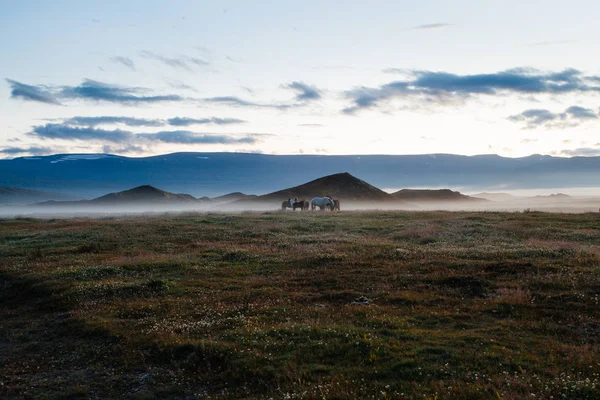 Nebliger Sonnenuntergang in Island, weidende Pferde auf Feldern und Hügeln — Stockfoto