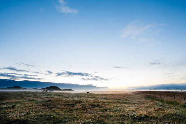 Dimmig solnedgång på Island, betande hästar i åkrar och kullar — Stockfoto