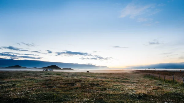 Puesta de sol brumosa en Islandia, caballos pastando en campos y colinas — Foto de Stock