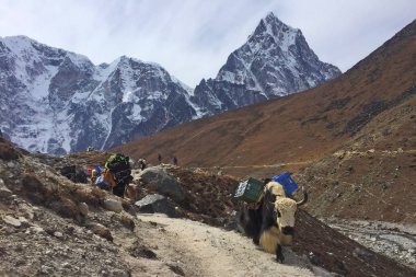 Nepal Çalışkan Yaks, Everest Ana Kampı yolunda