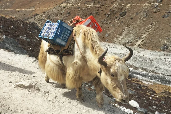 Hardwerkende Yaks Nepal Weg Naar Het Everest Base Camp — Stockfoto