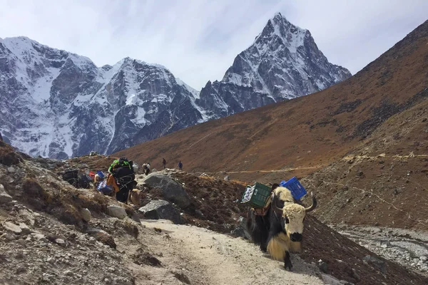 Yaks Trabalhadores Nepal Caminho Acampamento Base Everest — Fotografia de Stock