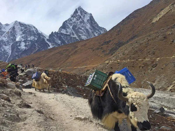 Yaks Trabalhadores Nepal Caminho Acampamento Base Everest — Fotografia de Stock