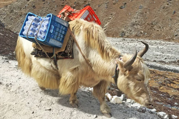 Fleißige Yaks Nepal Auf Dem Weg Zum Ewigsten Basislager — Stockfoto