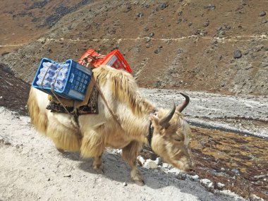 Nepal Çalışkan Yaks, Everest Ana Kampı yolunda