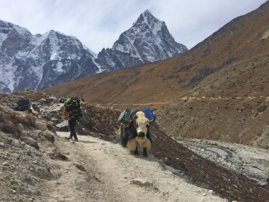 Everest Ana Kampı, Nepal, 20 Ekim 2018 - Ünlü Everest Ana Kampı yolunda Çalışkan Yaks, Nepal