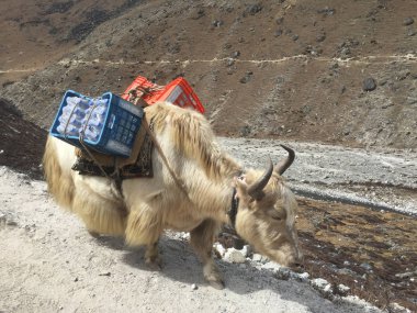 Everest Ana Kampı, Nepal, 20 Ekim 2018 - Ünlü Everest Ana Kampı yolunda Çalışkan Yaks, Nepal