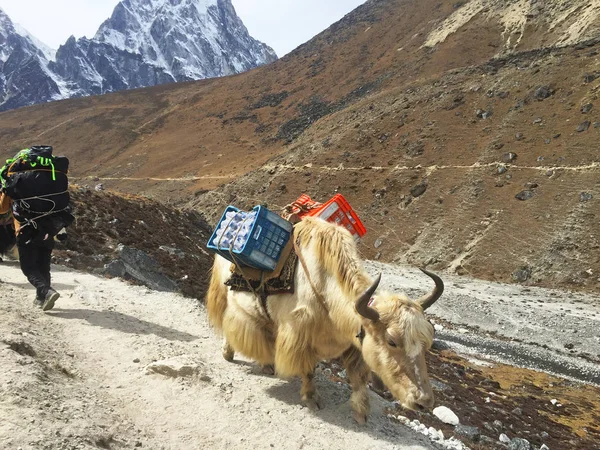 Yaks Trabalhadores Nepal Caminho Acampamento Base Everest — Fotografia de Stock