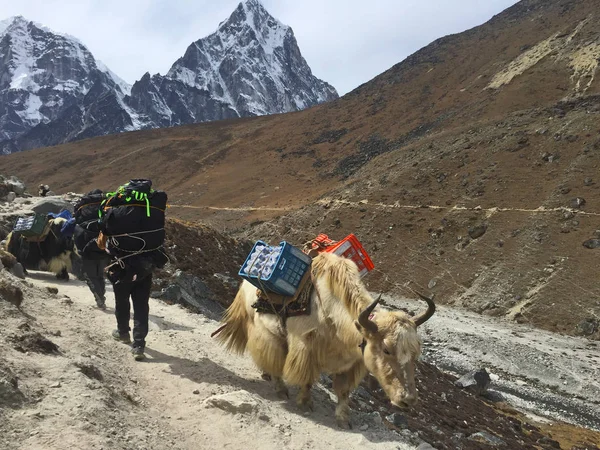 Yaks Trabalhadores Nepal Caminho Acampamento Base Everest — Fotografia de Stock