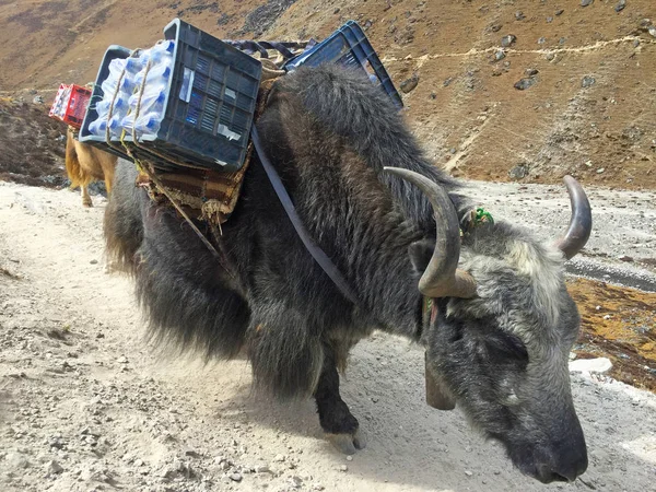 Hardwerkende Yaks Nepal Weg Naar Het Everest Base Camp — Stockfoto