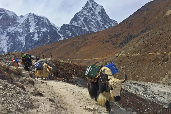 Everest Base Camp Nepal Outubro 2018 Yaks Trabalhadores Caminho Famoso — Fotografia de Stock