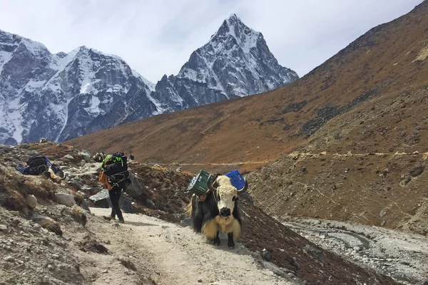 Everest Base Camp Nepal Outubro 2018 Yaks Trabalhadores Caminho Famoso — Fotografia de Stock