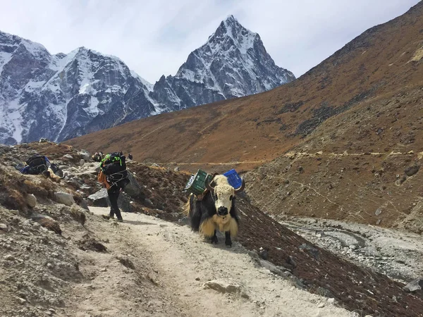 Everest Base Camp Nepal Outubro 2018 Yaks Trabalhadores Caminho Famoso — Fotografia de Stock