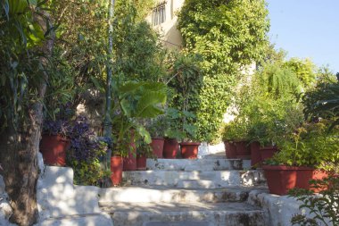 Atina'nın merkezinde ki eski ince sokaklarda bitkili saksılar; Yunanistan;