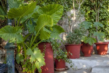 Atina'nın merkezinde ki eski ince sokaklarda bitkili saksılar; Yunanistan;