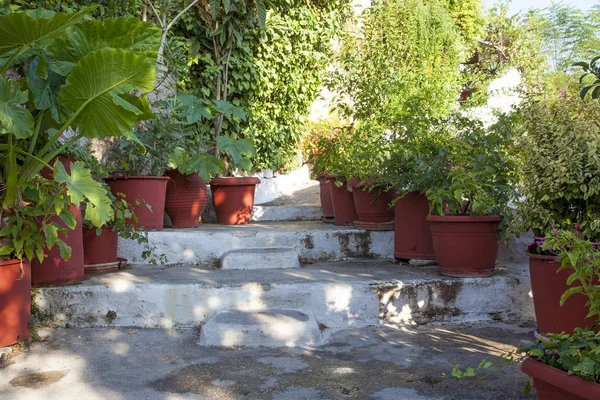 Flowerpots with plantson old thin streets in center of Athens; Greece;