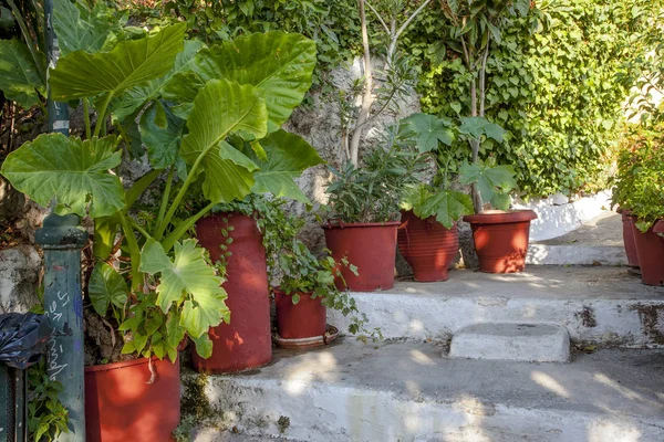 花盆与植物在雅典市中心的老薄街道 — 图库照片