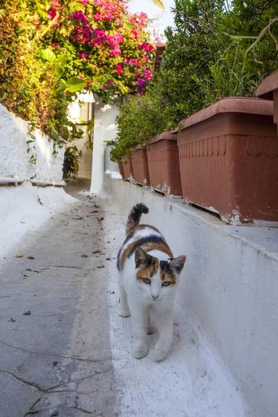 Katze Der Nähe Der Schönen Hellen Häuser Und Blumentöpfe Athen — Stockfoto