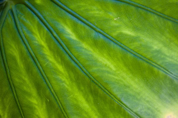 Belo Verde Brilhante Alocasia Folha Textura Fundo — Fotografia de Stock