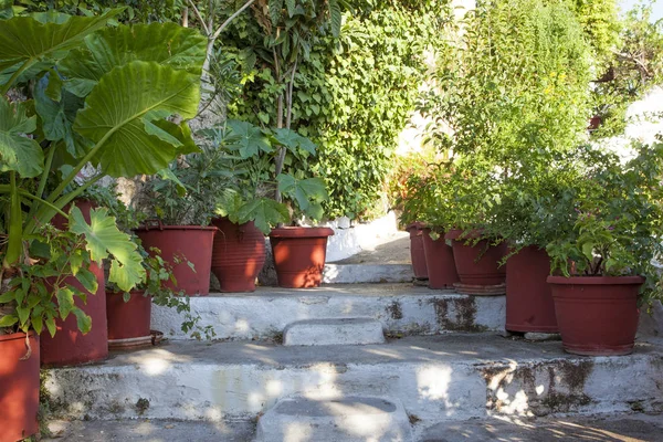 Flowerpots with plantson old thin streets in center of Athens; Greece;