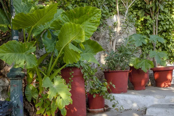 Macetas Con Plantson Viejas Calles Delgadas Centro Atenas Grecia — Foto de Stock
