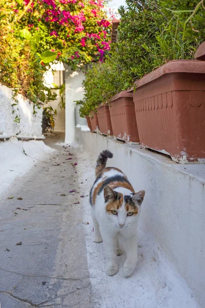 Kat Buurt Van Prachtige Heldere Huizen Bloempotten Athene Greese — Stockfoto