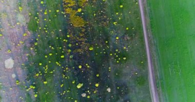 Yeşil yay tarlalarında yollar